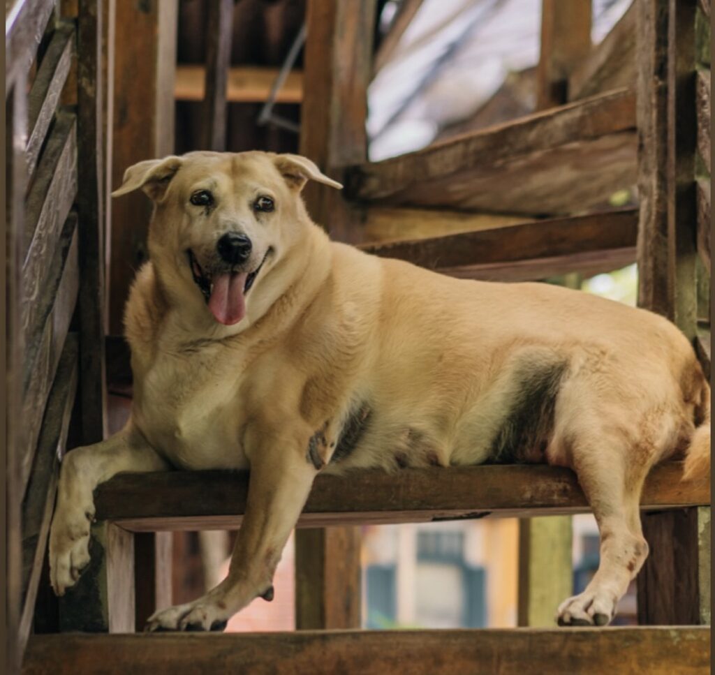Chili を偲んで:The Lazy Dog Boracay ファミリーの大切な一員