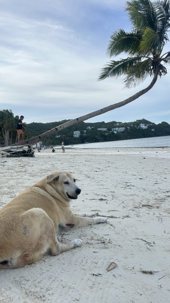 Photo from “Remembering Chili: A Beloved Part of The Lazy Dog Boracay Family”