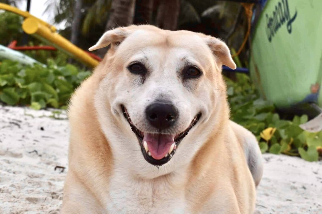 Photo from “Remembering Chili: A Beloved Part of The Lazy Dog Boracay Family”