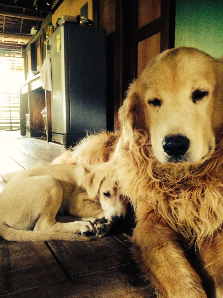 Photo from “Remembering Chili: A Beloved Part of The Lazy Dog Boracay Family”