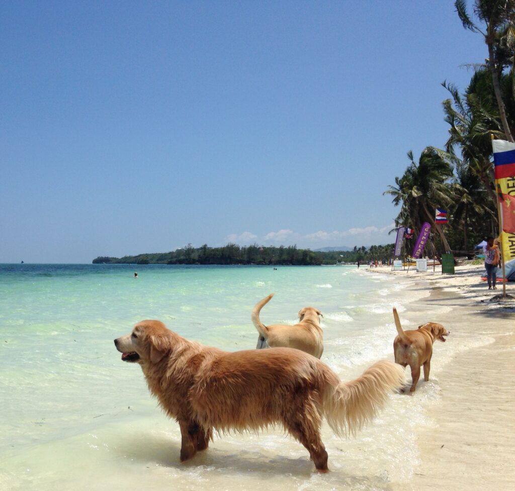 Photo from “Remembering Chili: A Beloved Part of The Lazy Dog Boracay Family”