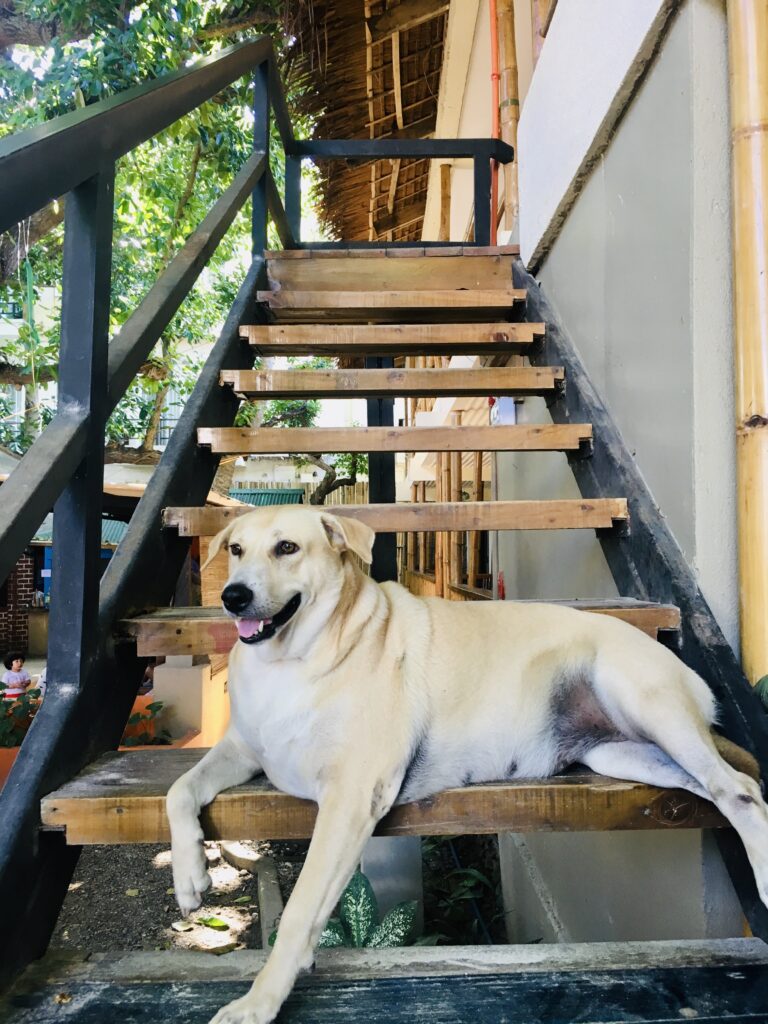 Photo from “Remembering Chili: A Beloved Part of The Lazy Dog Boracay Family”