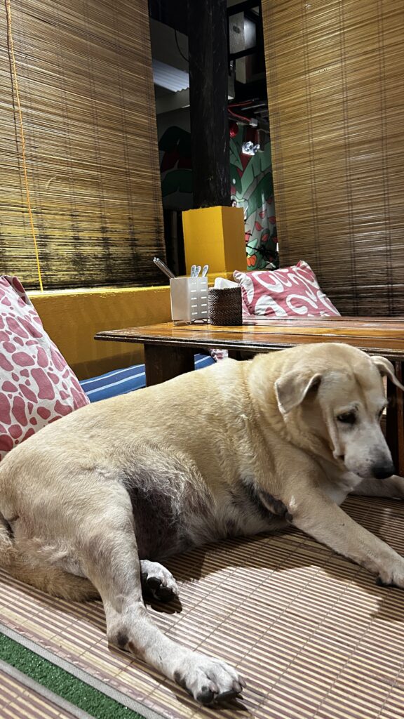 Photo from “Remembering Chili: A Beloved Part of The Lazy Dog Boracay Family”