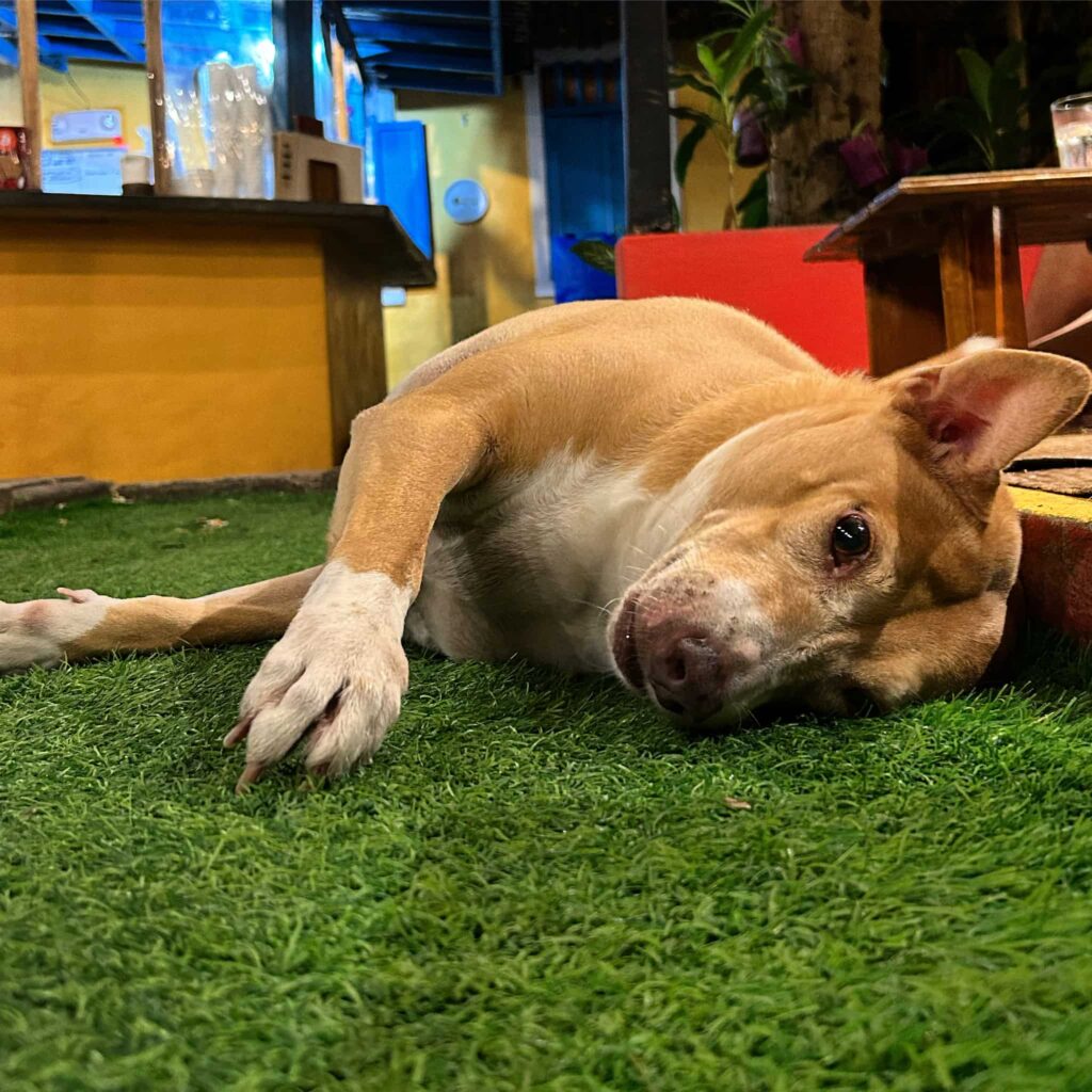 Lazy Dog ライフスタイル:ボラカイのペット同伴OKの宿&カイトサーフの拠点