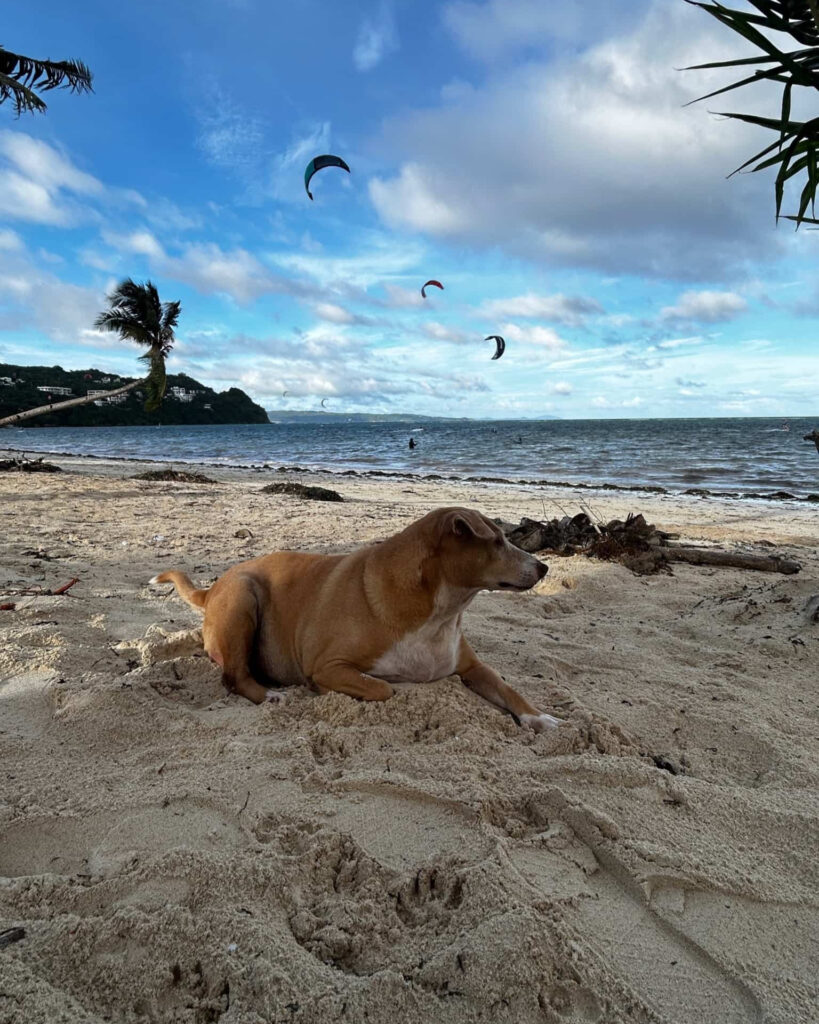 Photo from “Lazy Dog Lifestyle: Pet-Friendly Stay & Kitesurf Base in Boracay”