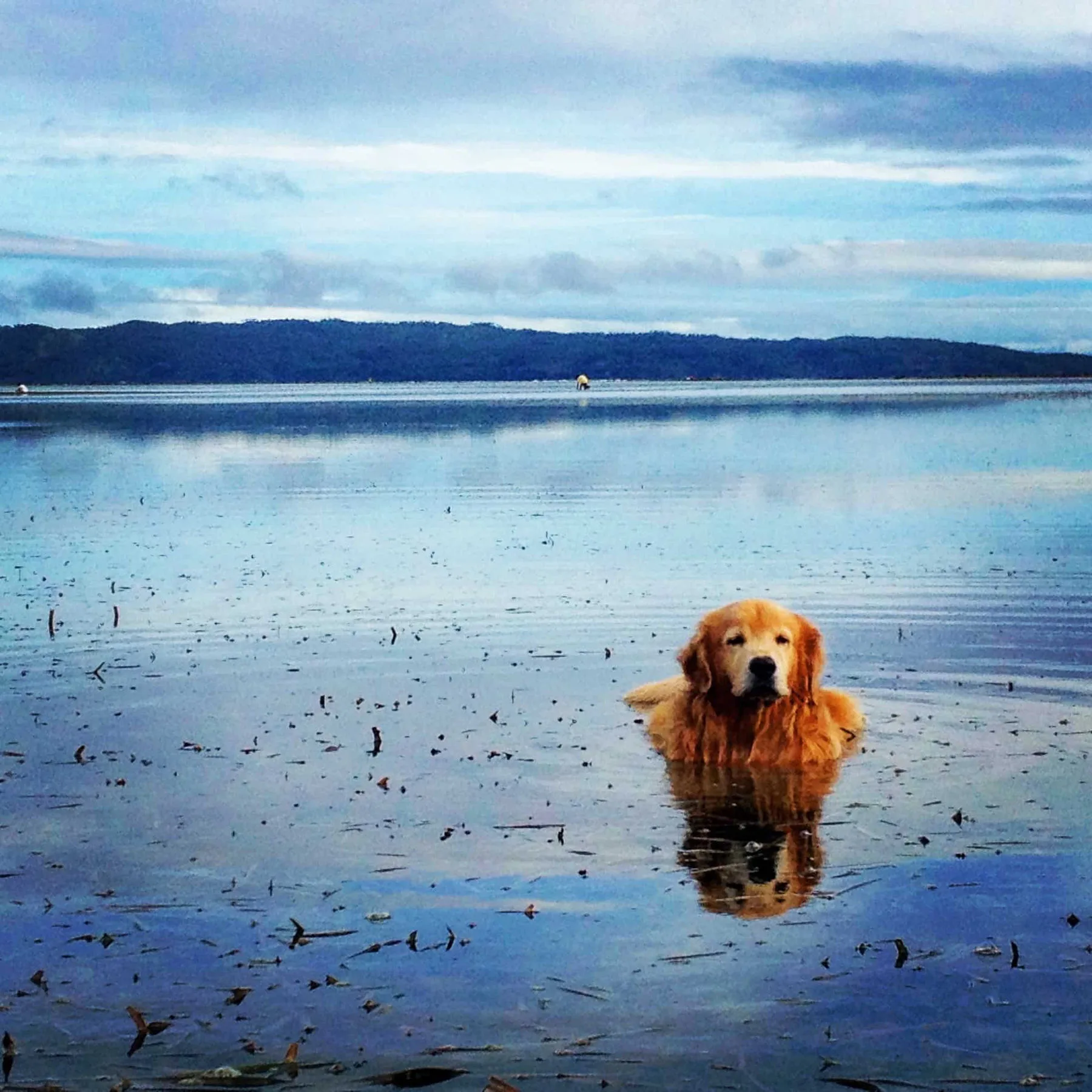 A golden retriever in the shallow water off Boracay at dawn